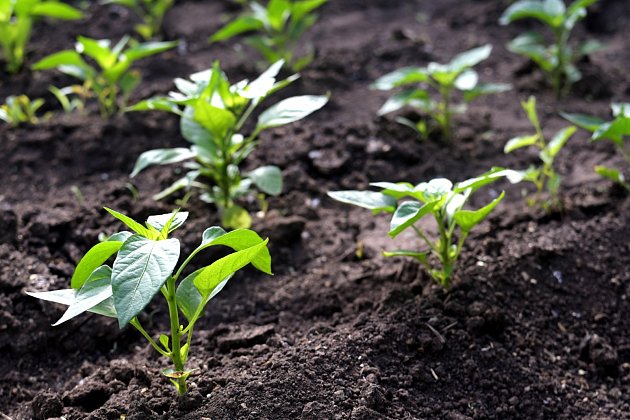 Prášek můžete zapracovat do půdy už při samotném sázení a pak postupně během dalšího růstu.