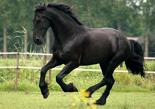 fríský kůň