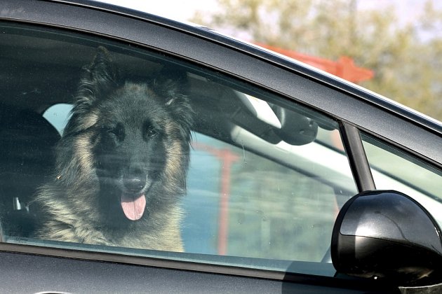 V létě nikdy nenechávejte psa zavřeného v autě.