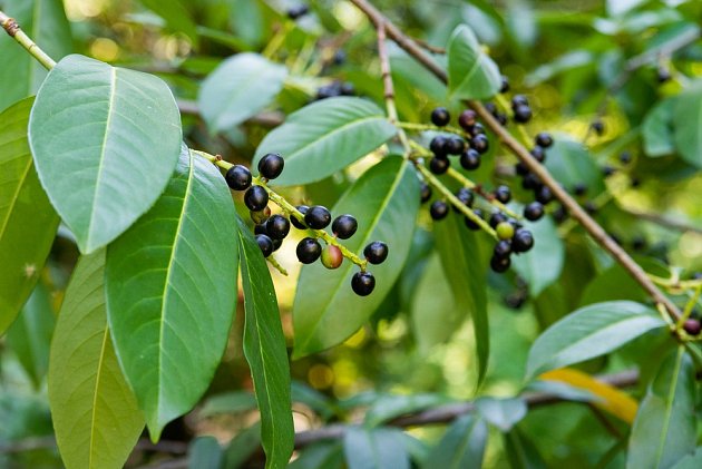 Plody jsou malé, lesklé, černé peckovice, které jsou stejně jako celá rostlina jedovaté.
