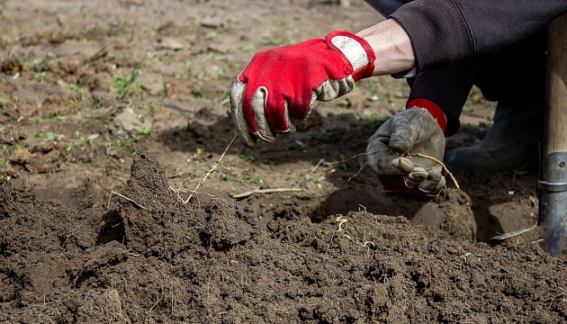 Kořenové zbytky po zelenině či rostlinách se v zemi rozloží a stanou se základem pro živnou půdu.