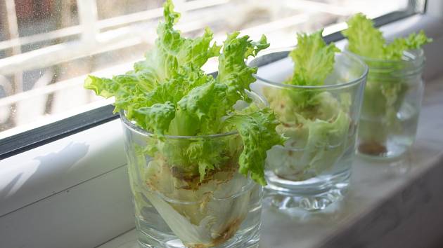 Jak pěstovat salát ve vodě na parapetu?