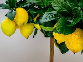 Vypěstovat citroník je snadné. Zasaďte pecku.
