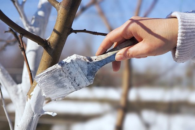 Bílení větví je spolehlivá ochrana proti praskání 