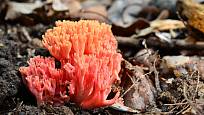 Kuřátka květáková (Ramaria botrytis) je jedlá, avšak nepříliš chutná houba.