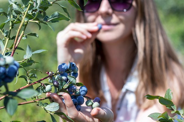Plody kanadské borůvky jsou velice zdravé, protože mají vysoký obsah antioxidantů.