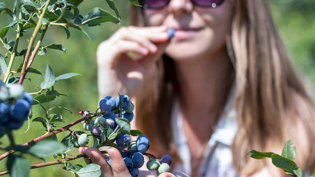 Plody kanadské borůvky jsou velice zdravé, protože mají vysoký obsah antioxidantů.