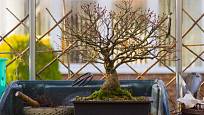 Javorový bonsaj přezimující ve skleníku
