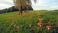 Mezi houbami rostoucími v kruhu najdeme i muchomůrku červenou.