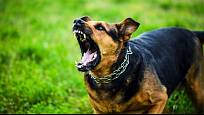 Pes může zaútočit nečekaně, například když se lekne, nebo když mu někdo šlápne na packu.