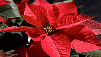 Vánoční hvězda (Poinsettia pulcherrima)