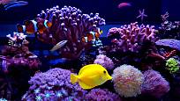 Mořské akvárium nabízí úžasné množství pozoruhodných barev i tvarů.