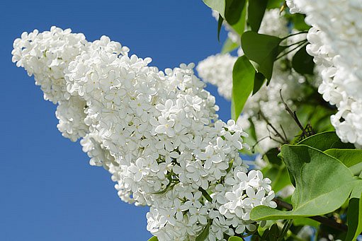 bílá květenství šeříku