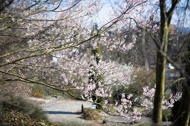 Jaro v Japonské zahradě.