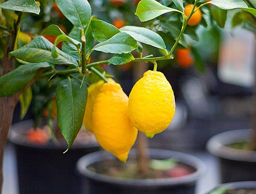 citróník v květináči
