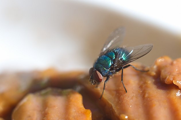Je to v pořádky, když mouchy sedají na jídlo?