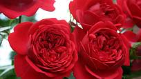 Mnohokvětá růže Out of Rosenheim