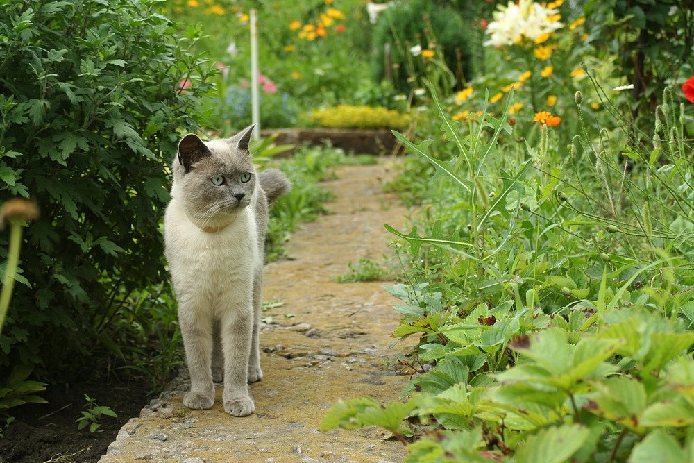 Které rostliny odpuzují kočky?