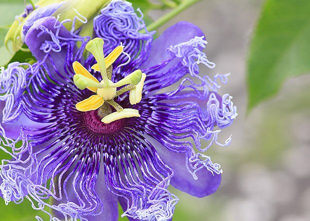 květ mučenky (Passiflora)