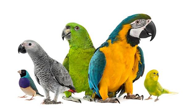 Které druhy papoušků se nejsnáze učí mluvit?