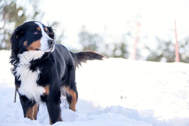 Bernští salašničtí psi zimu a sníh milují.