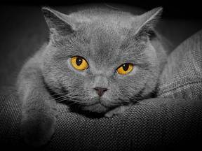 Kočka dokáže uzdravovat lidské tělo i duši při felinoterapii.