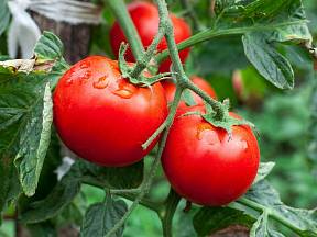 Čím teď hnojit rajčata?