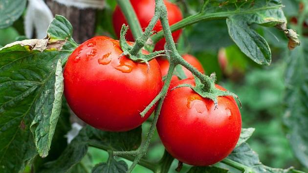 Čím teď hnojit rajčata?