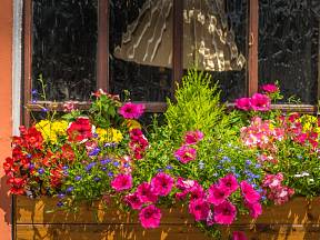 Ten správný čas na osazení truhlíků a květináčů, které rozzáří vaše balkony a zahrady, je konečně tady