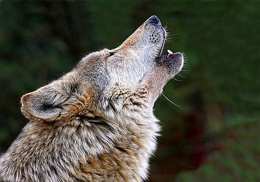 Sborové vytí vlků, kteří tak vzájemně rozmlouvají a prohlubují si pocit sounáležitosti.