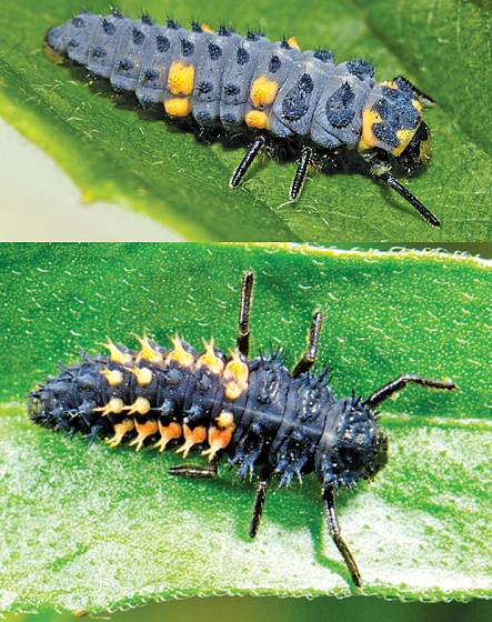 Larva slunéčka sedmitečného (nahoře) a larva slunéčka východního (dole)