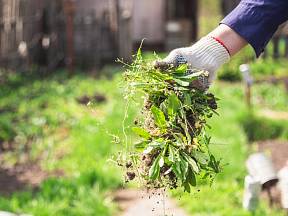 Některé plevely je škoda házet na kompost, mají léčivé účinky.