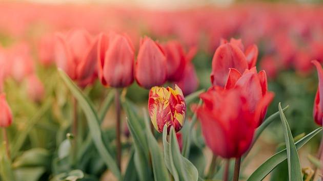 Pestrokvětost tulipánů způsobuje zákeřný virus.