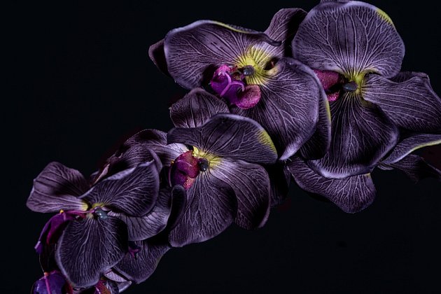 Černá orchidej