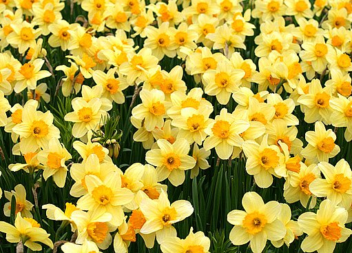 Narcisy vás nezklamou: Vysaďte si nejvděčnější jarní květiny | iReceptář.cz