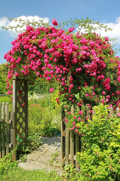 Pnoucí růže typu rambler zdobí zahradní branku