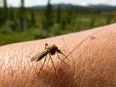 Komářího štípnutí si mnohdy ani nevšimneme, za to pak svědivého pupínku až až.