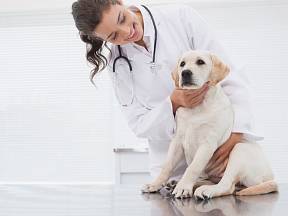 Kterými nemocemi trpí psi nejčastěji?