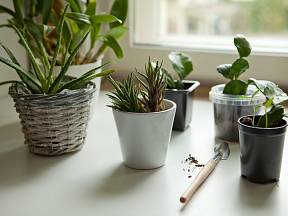 Které pokojové rostliny nejlépe čistí vzduch?
