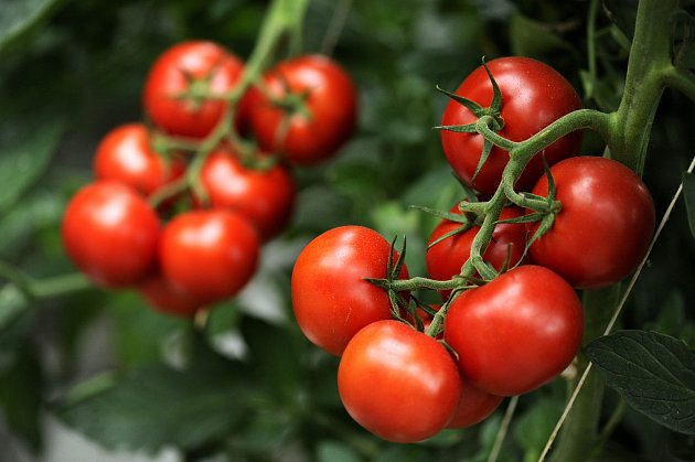 Rajčata patří k nejčastěji pěstované zelenině na našich zahrádkách.