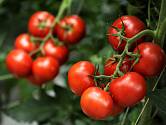 Rajčata patří k nejčastěji pěstované zelenině na našich zahrádkách.