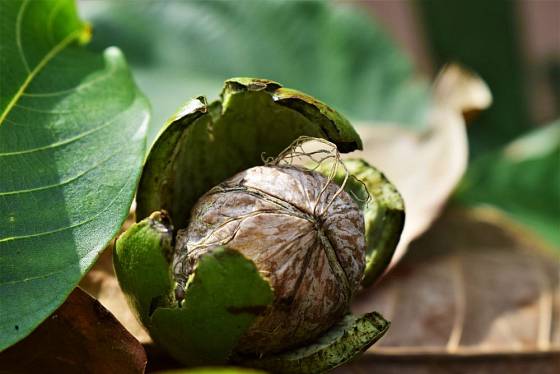 Vlašské ořechy můžete ochutnat i čerstvé, pro uskladnění je však třeba je ve skořápce, avšak bez zeleného oplodí, usušit