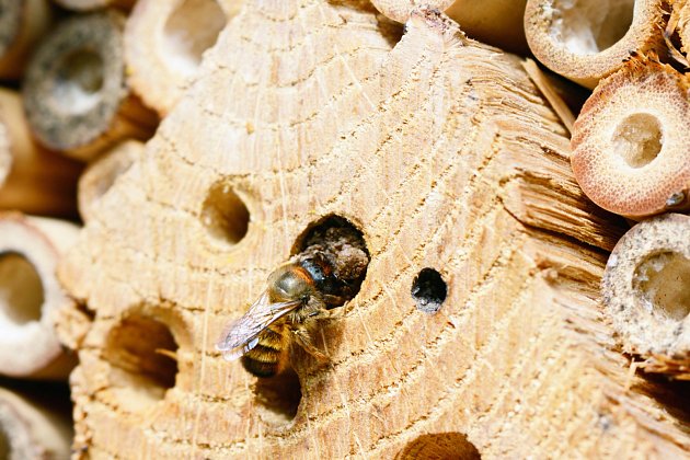 Včelky samotářky, především drvodělky, hnízdí nejraději v otvorech ve dřevě