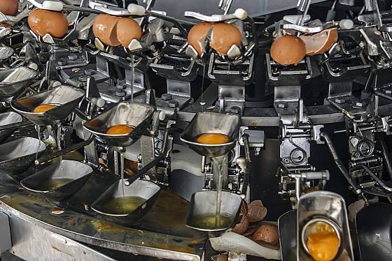 Řešením hrozby salmonelózy z čerstvých syrových vajec jsou pasterizované žloutky.