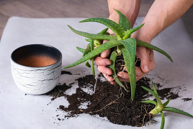 Při přesazování aloe vera použijeme o něco větší průměr květináče.