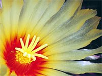 Astrophytum - květ