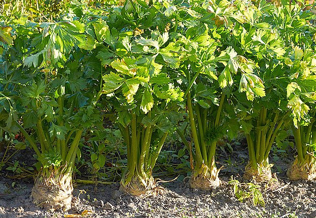 Bulvy celeru sklízíme na podzim