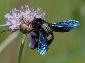 Objevila se vám na zahradě zvláštní černě zbarvená včela? Žádný strach, jedná se o drvodělku, užitečnou včelu samotářku, která pomůže s opylením prvních květů.