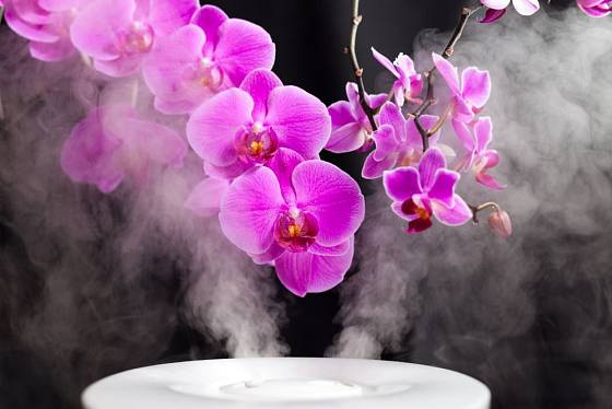 Dostatek vláhy ve vzduchu milují i orchideje