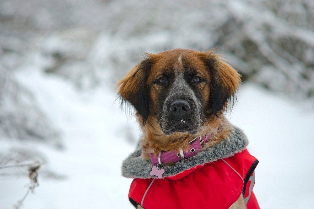 Jak se starat o psy v mraze? Kdy je obleček skutečně vhodný? | iReceptář.cz